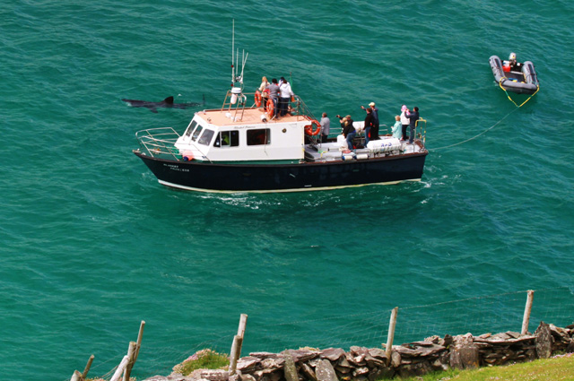 basker and blasket princess 2 c Nick Massett