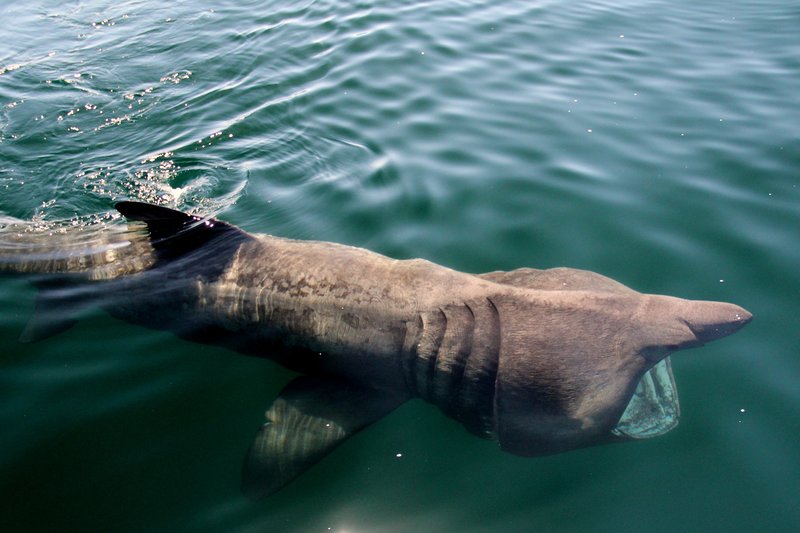 Basking Shark aplenty in Dingle Bay, West  kerry, Ireland S.W.