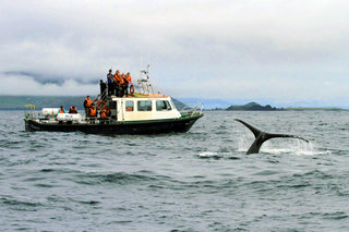 First Humpback Whales (3) of the 2018 Whale Watch Season