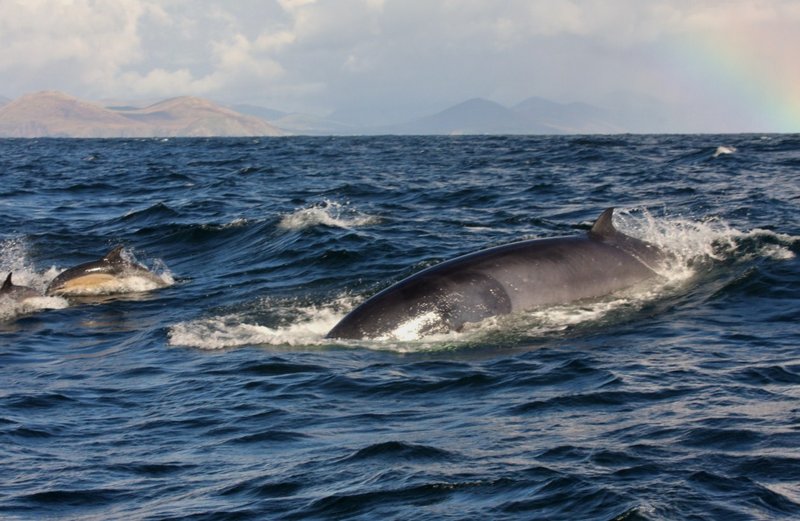 Irish Whale & Dolphin Season West Kerry Ireland  S.W.
