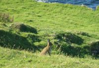 The Easter hare on the Blaskets