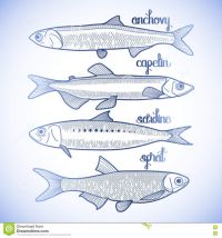 Irish Sprat near Extinction due to Unregulated over-Fishing