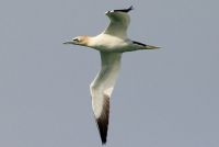 Birds (63) of the Blasket Islands S.P.A. Part 2  Conservation Concerns