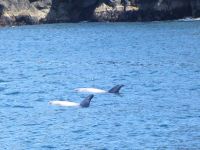 Basking sharks, minke whales, Risso's dolphins and puffins