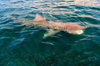Sharks in Ireland - 42 different kinds of sharks in Ireland! (12.08.23)