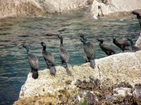 Birds of the Blasket Islands S.P.A. Part 1