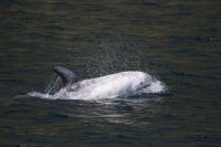 Five risso's dolphins close to Blasket Islands