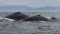Humpback Whale Watching Boat Trips in October