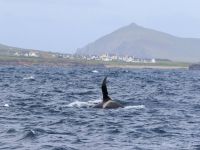 Killer Whales Orcinus orca off West Kerry Ireland