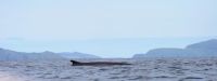 Fin whales in Dingle Bay