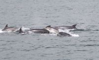 Bottlenose Dolphins & Sunfish Dingle Bay and Blasket Islands