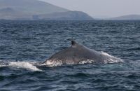 Updated 2022 Covid-19 Safety Protocols for Whale Watching Trips