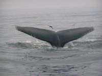 Humpback and fin whales off Dingle peninsula