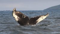 Irish Humpback Whales Season 2023 West Kerry Ireland SW HBIRL67 From Dingle to Donegal and (Tromso)  Norway