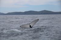 Humpback whales off the West Kerry Coast 2015